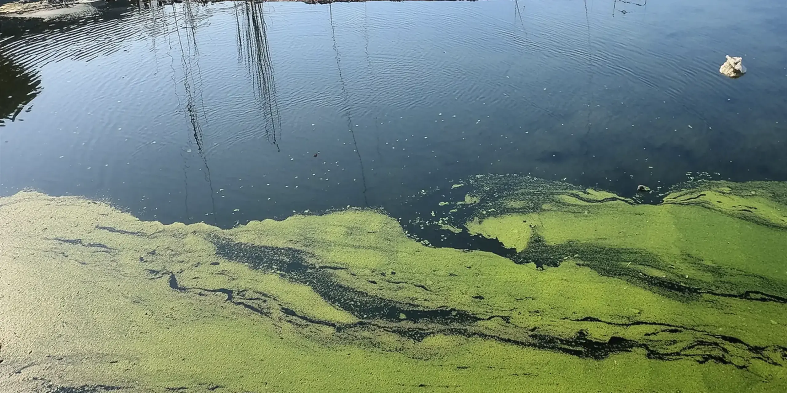 Foto de algas creciendo en estanque