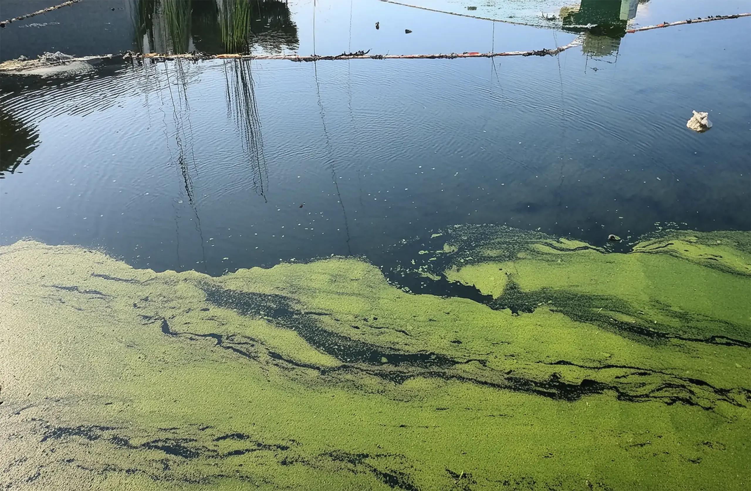 Foto de algas creciendo en estanque